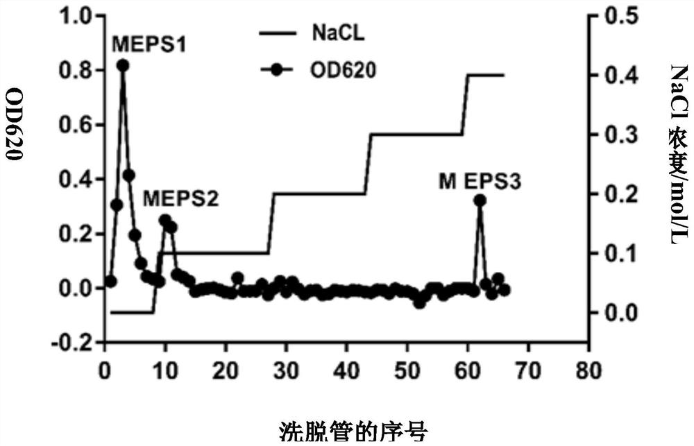 Marasmius androsaceus exopolysaccharide and application thereof