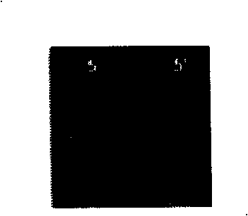 LAMP kit for testing type O foot and mouth disease virus, construction method and application thereof