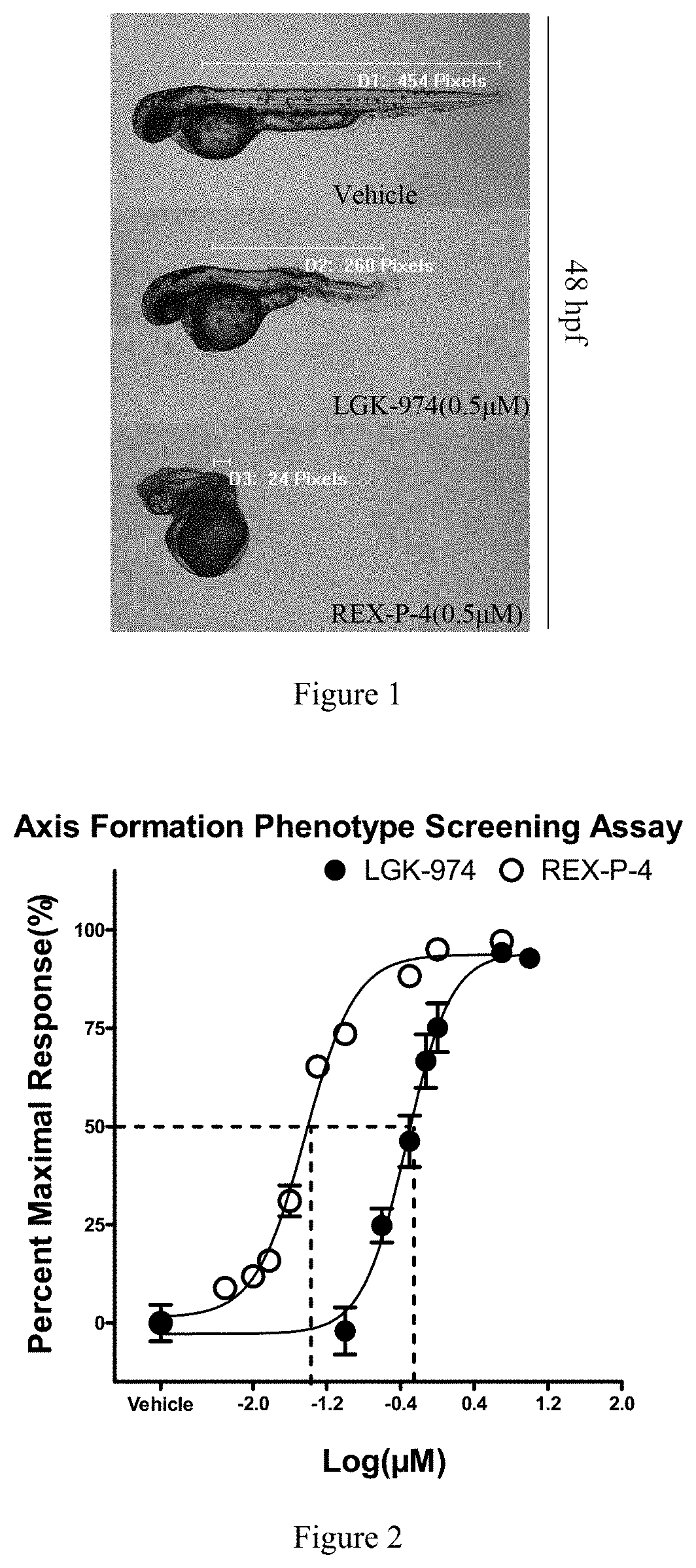 Five-membered heterocyclic amides WNT pathway inhibitor