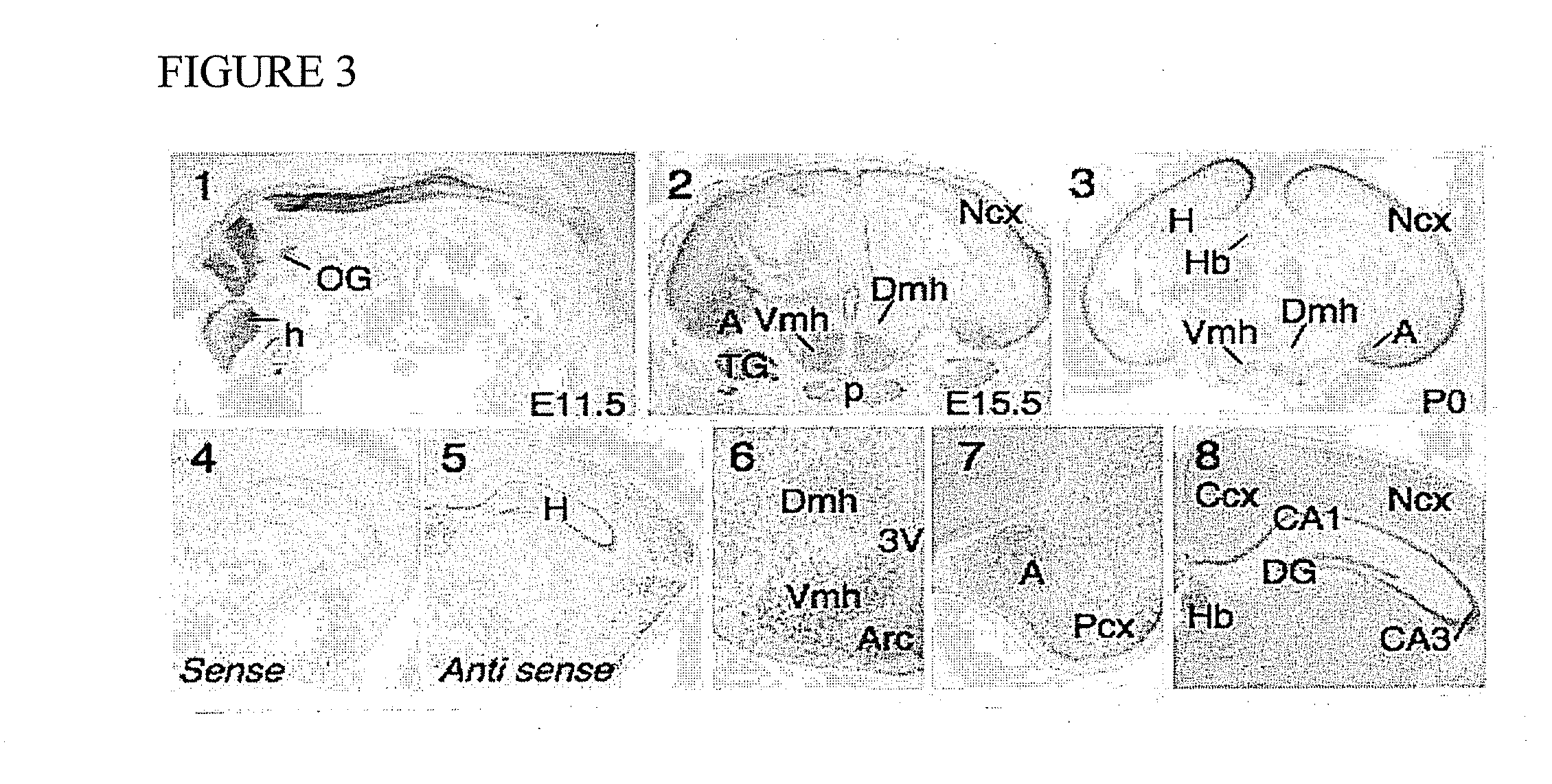 Neurotrophins and uses thereof