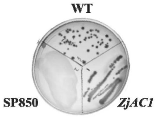 Coding gene sequence with adenosine triphosphate tunneling metalloenzyme activity