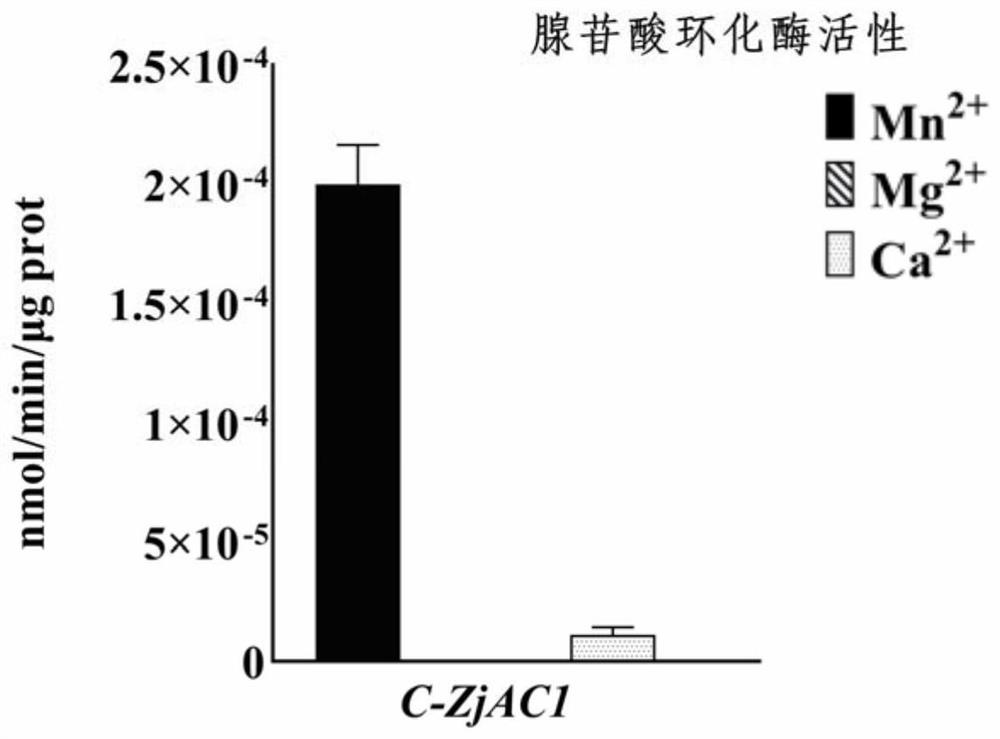 Coding gene sequence with adenosine triphosphate tunneling metalloenzyme activity