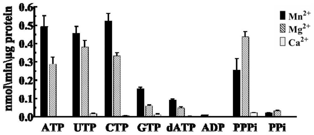 Coding gene sequence with adenosine triphosphate tunneling metalloenzyme activity