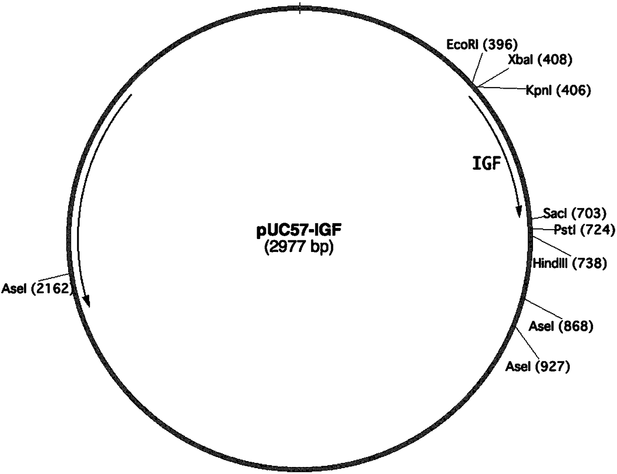 Application of plant serving as host in expressing insulin-like growth factor