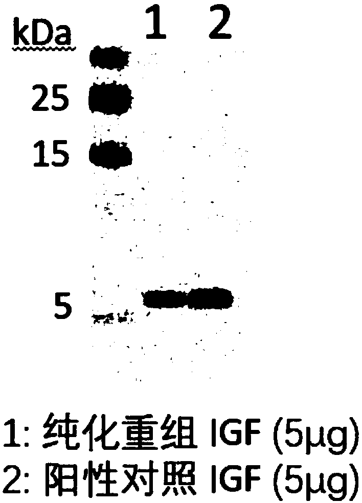 Application of plant serving as host in expressing insulin-like growth factor