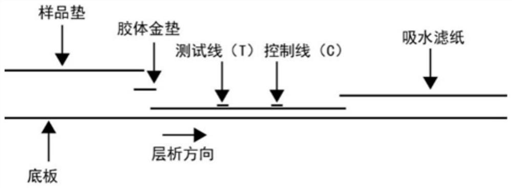 Colloidal gold immune test strip for detecting tomato brown rugose fruit virus and preparation method thereof