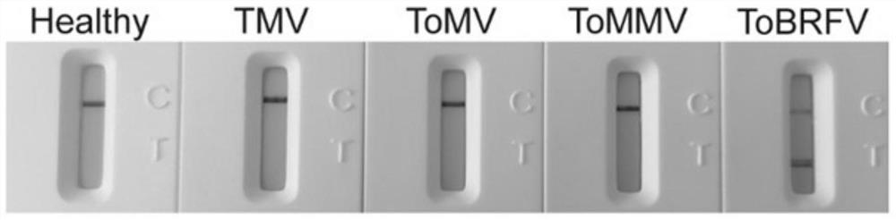 Colloidal gold immune test strip for detecting tomato brown rugose fruit virus and preparation method thereof