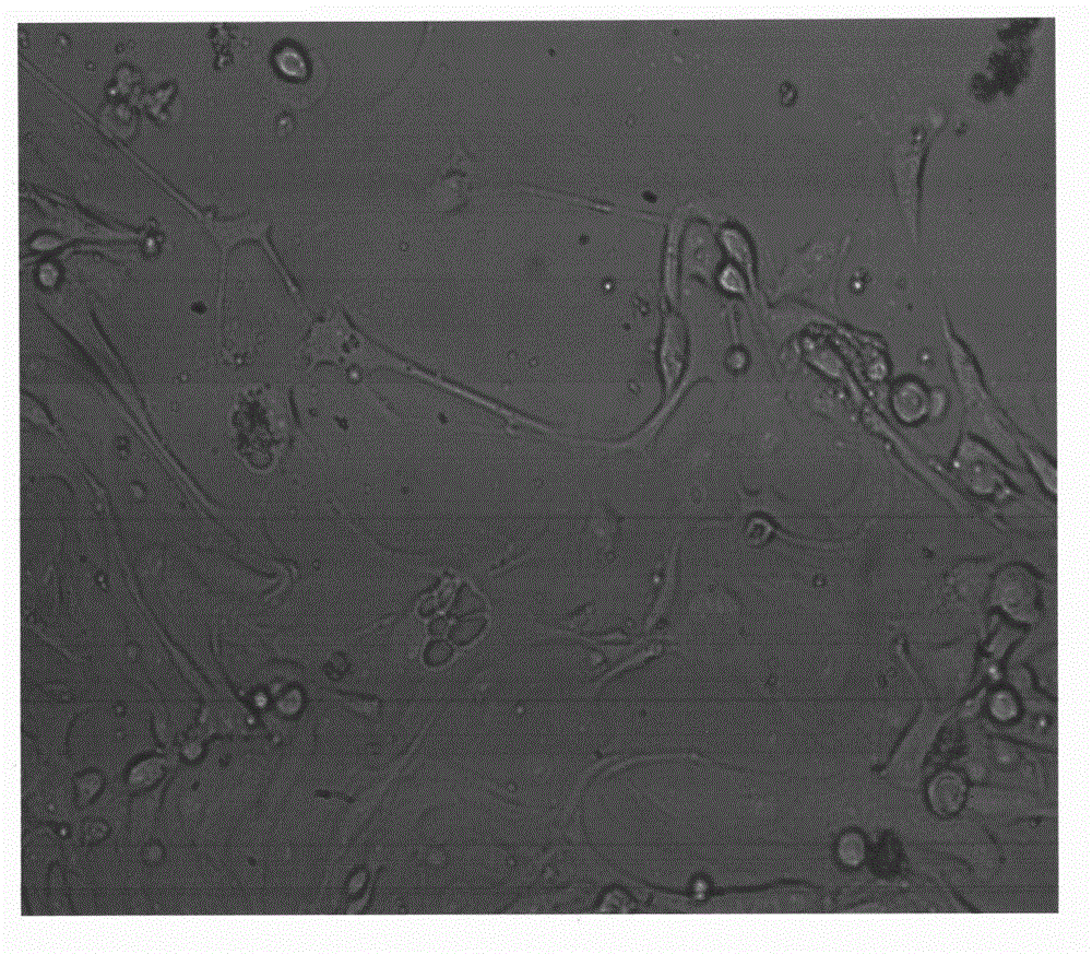 hTERT and SV40 transduced quality-control cell for molecular genetics diagnosis and preparation method thereof