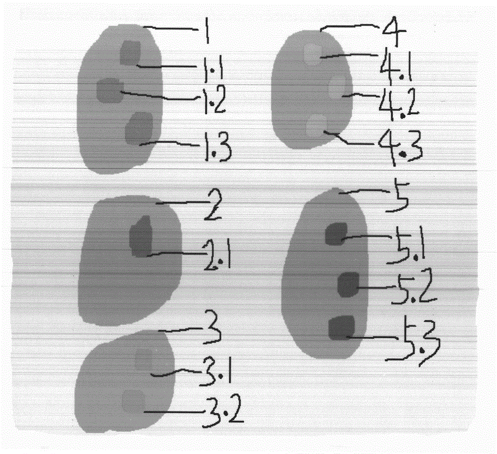 hTERT and SV40 transduced quality-control cell for molecular genetics diagnosis and preparation method thereof