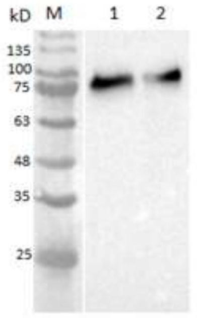 Recombinant protein and porcine epidemic diarrhea vaccine composition