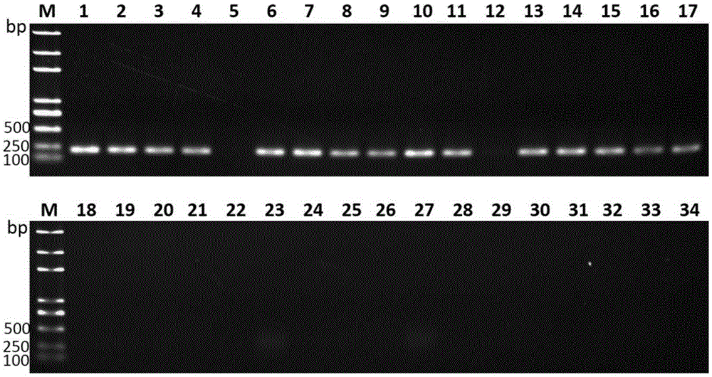 Liver abscess inducing Klebsiella pneumonia specific gene sequence and application thereof