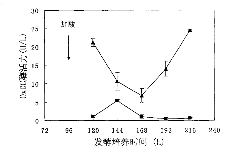 Method for culturing coriolus versicolor and inducing oxalate decarboxylase by rice straw carbon source