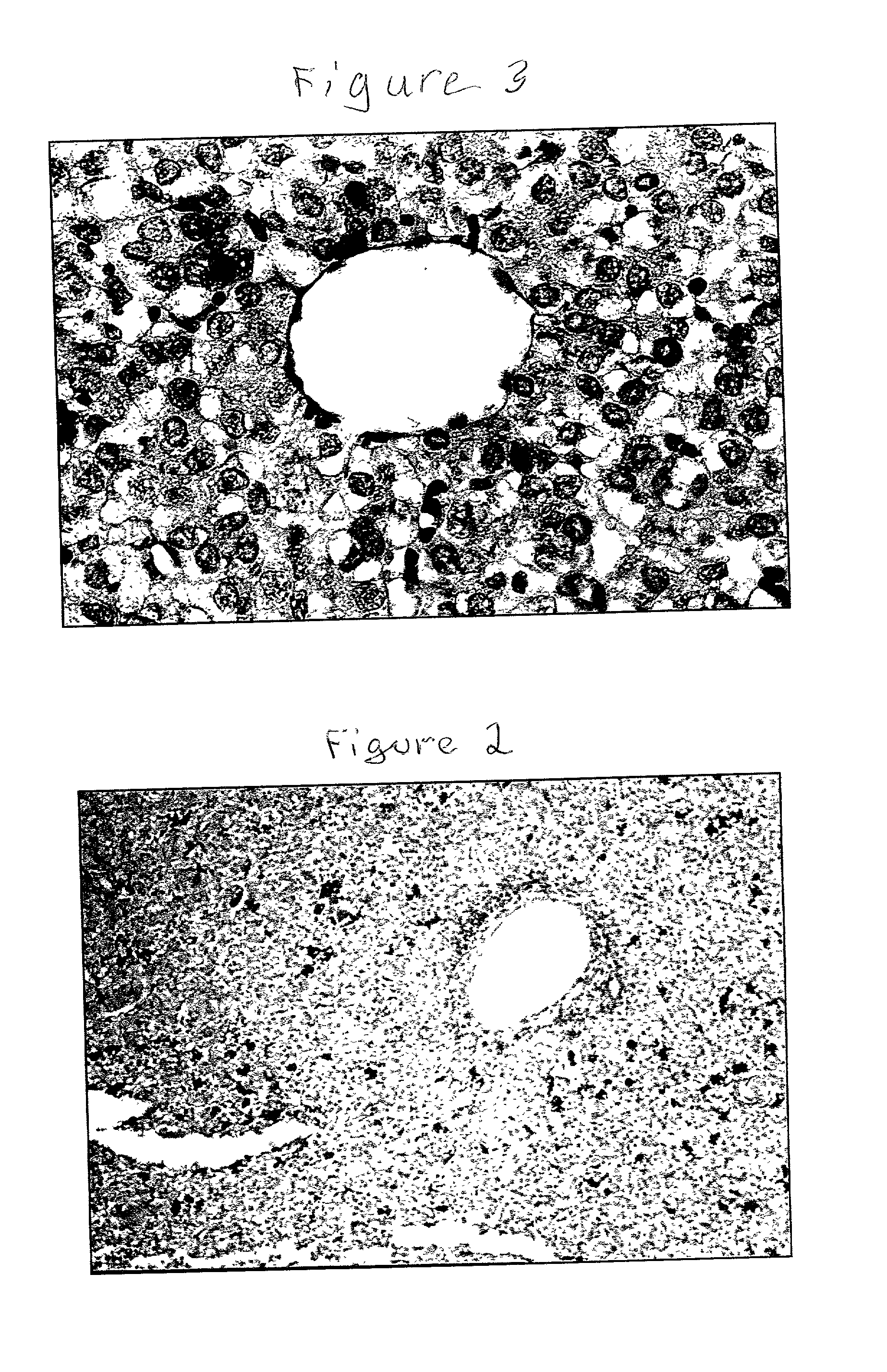 Production of typed human cells, tissues and organs