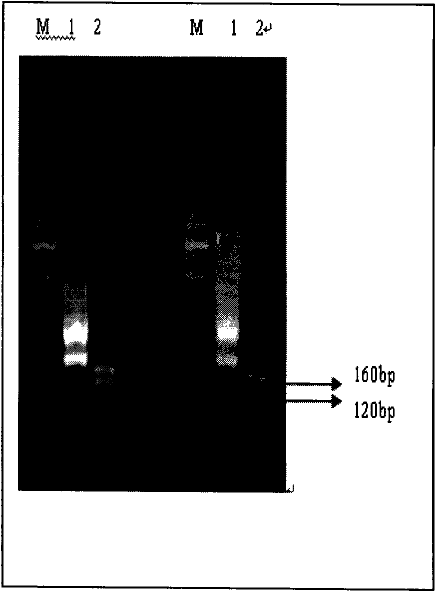 Porcine reproductive and respiratory syndrome virus RT-LAMP detection kit and detection method thereof