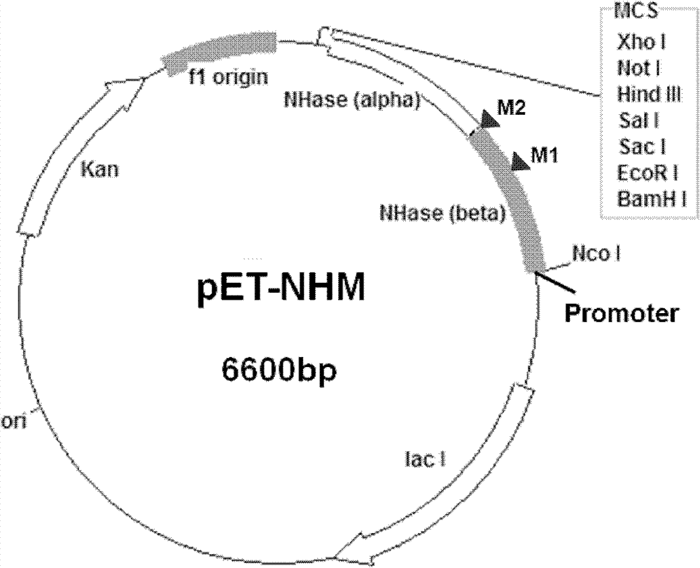 Mutant nitrile hydratase