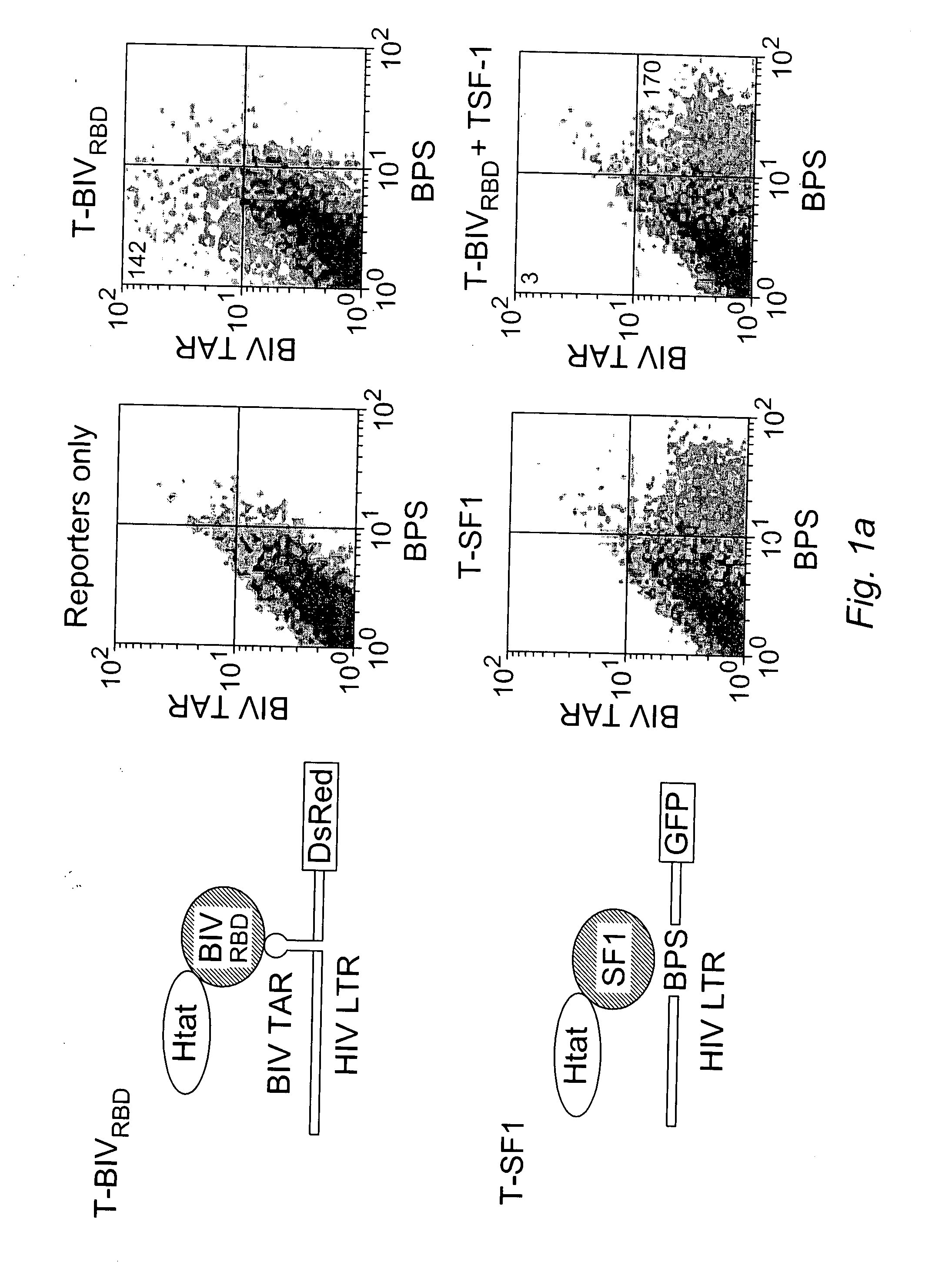 Generation of potent dominant negative transcriptional inhibitors