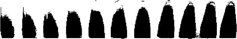 Method for quickly detecting melamine in milk sample based on nanogold