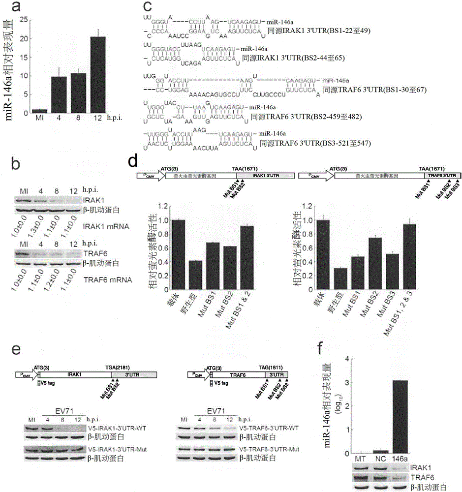 Use of microrna 146-a in the diagnosis, treatment and prevention of picornavirus infection and microran 146-a antagonists