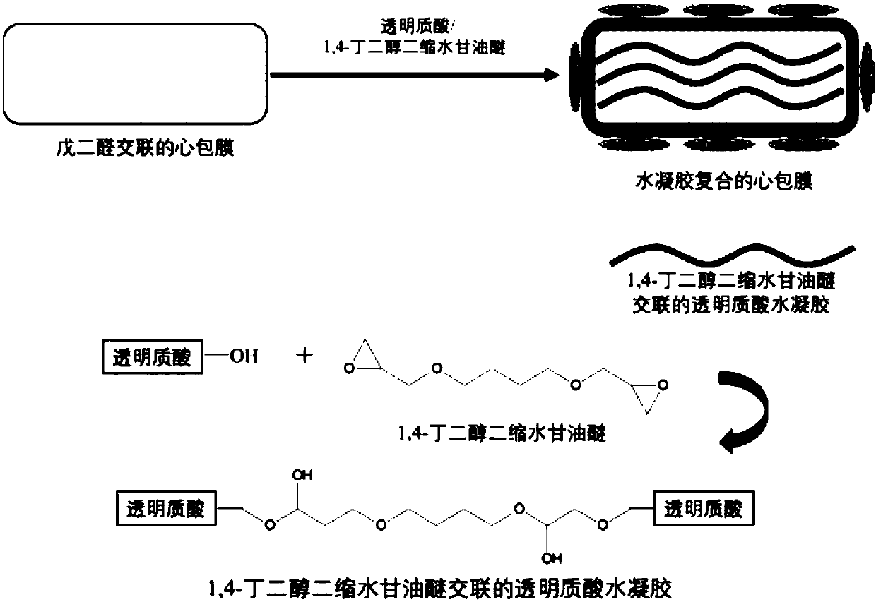 Method for promoting endothelialization of biological heart valves