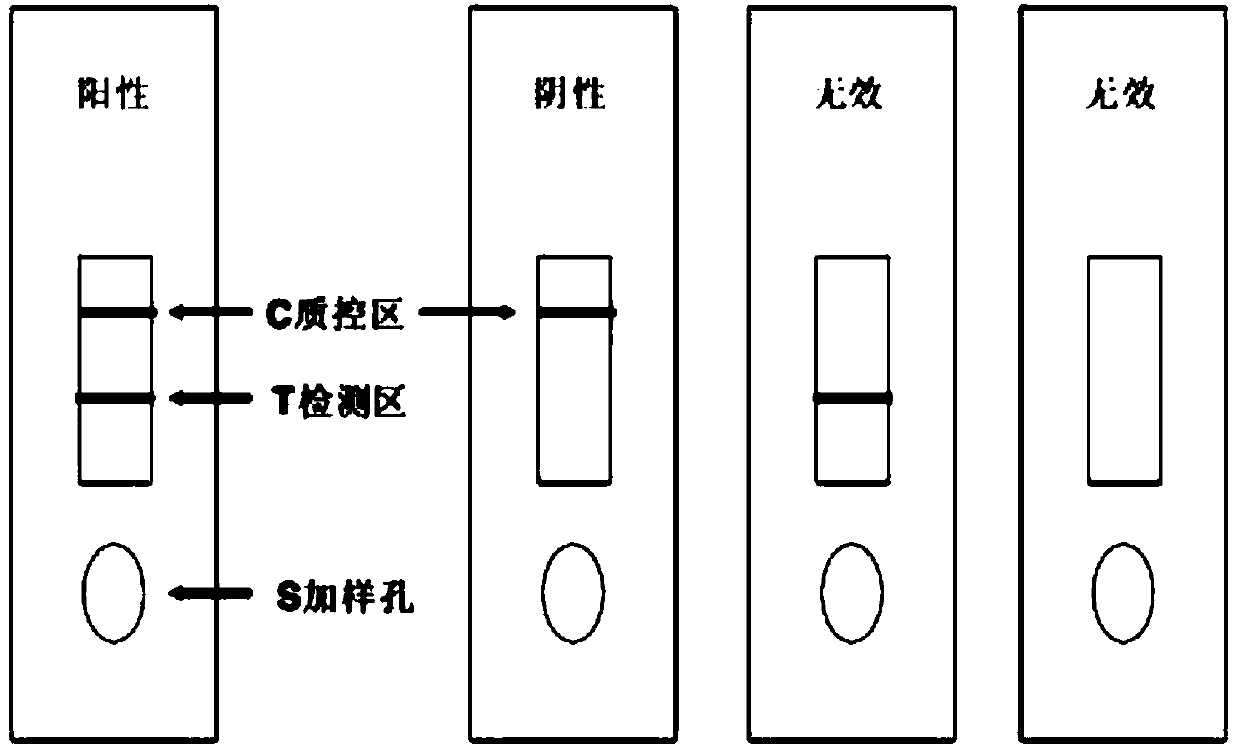 Colloidal gold immunological test paper for detecting paeniBacillus larvae of bee, preparation and applications thereof