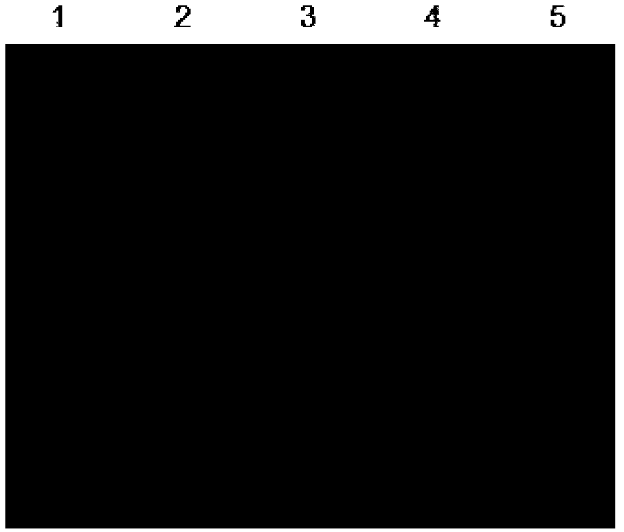 Colloidal gold immunological test paper for detecting paeniBacillus larvae of bee, preparation and applications thereof