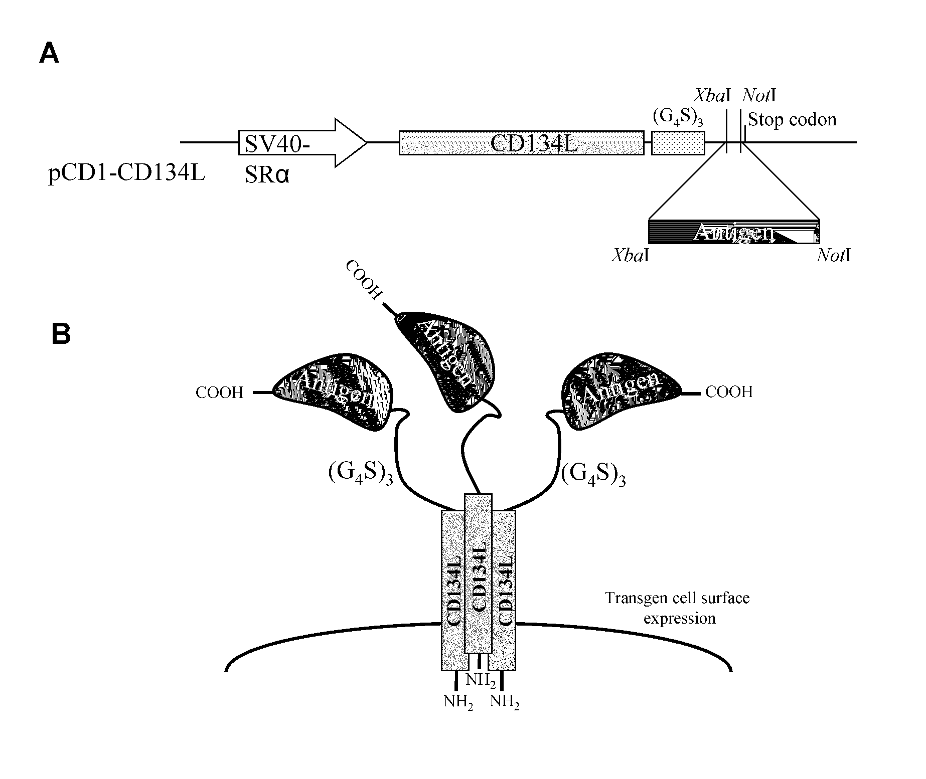 Method for producing antibody using “naked” expression vector expressing type II transmembrane fusion protein