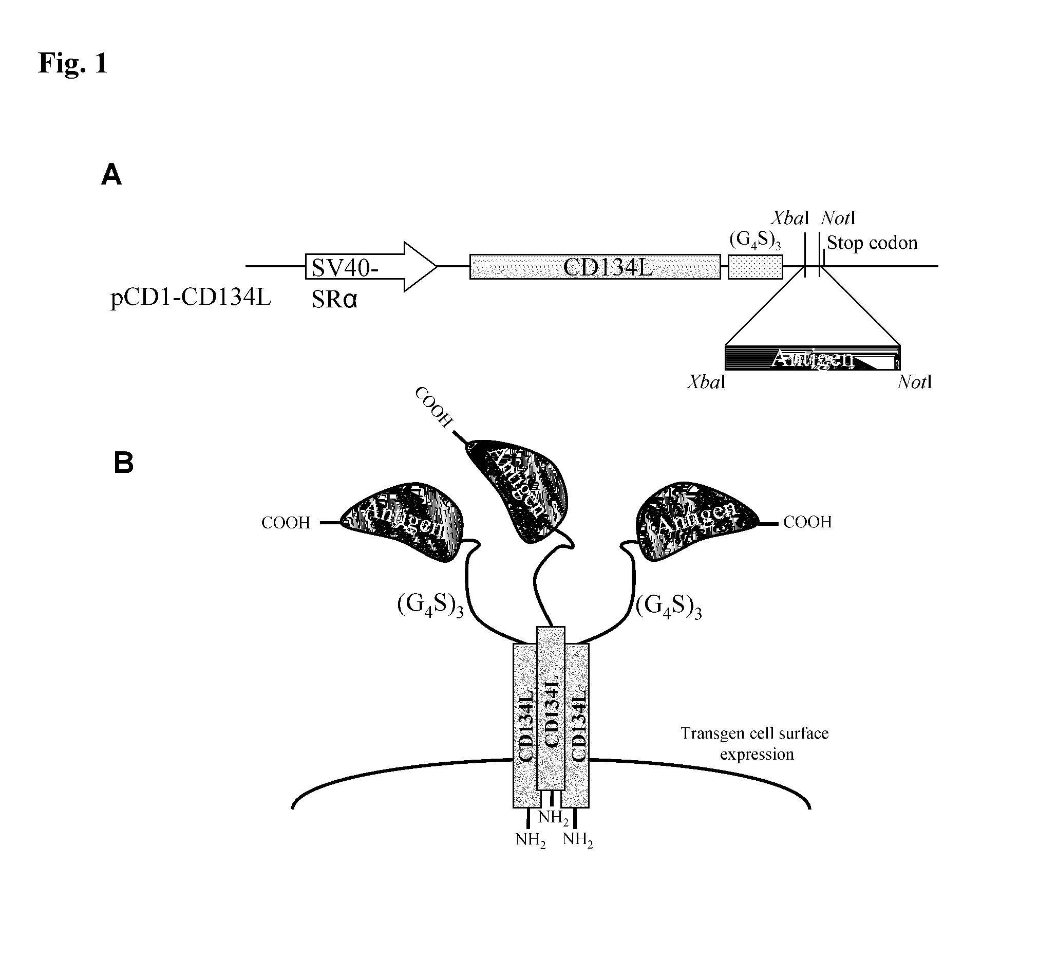 Method for producing antibody using “naked” expression vector expressing type II transmembrane fusion protein