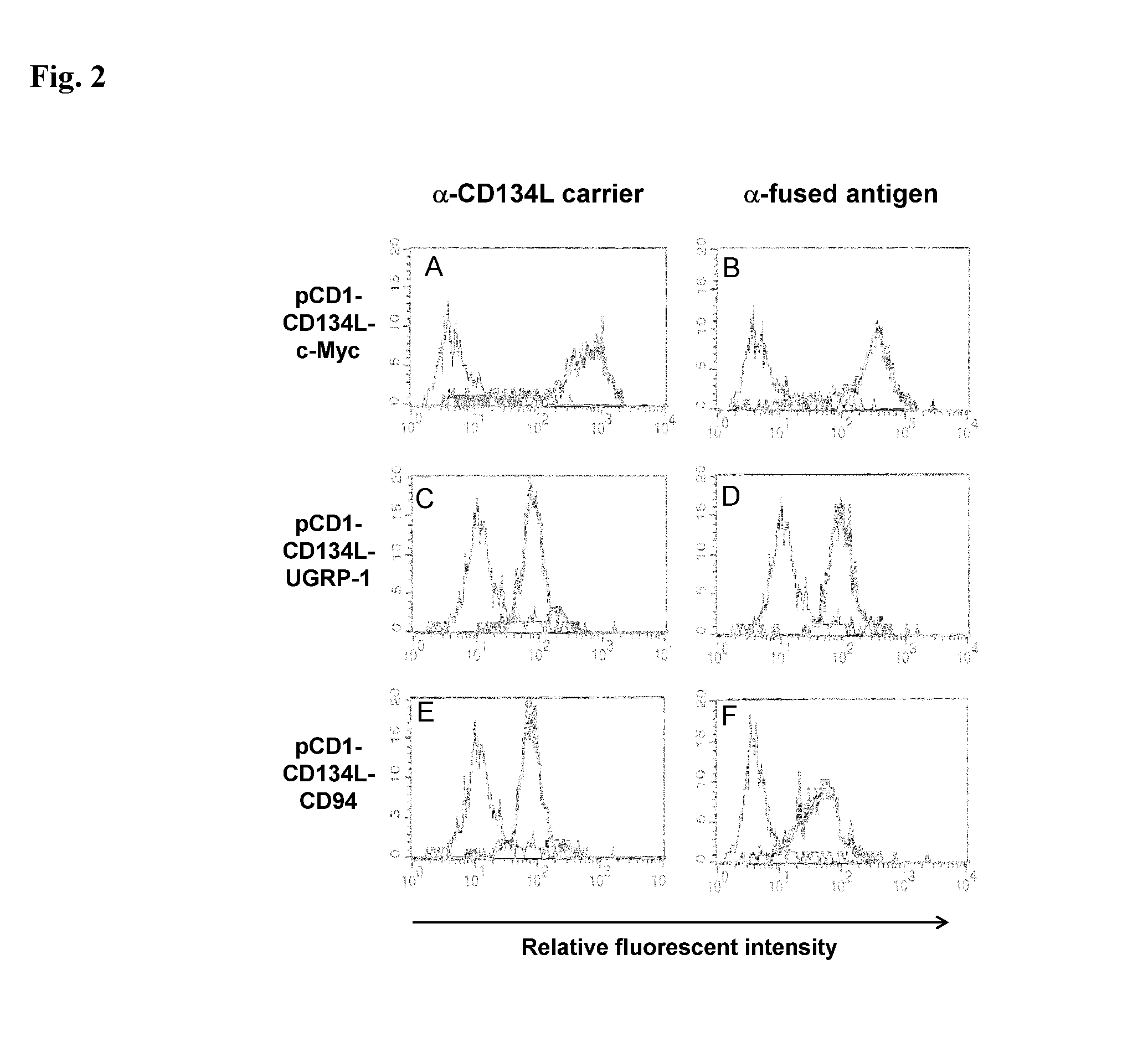 Method for producing antibody using “naked” expression vector expressing type II transmembrane fusion protein