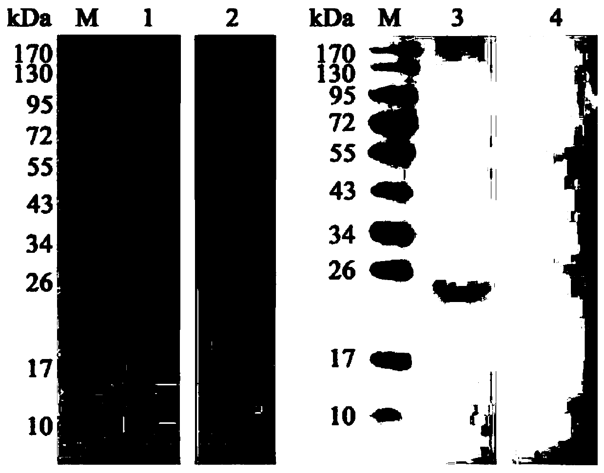 Toxoplasma gondii nano-material subunit vaccine as well as preparation method and application thereof