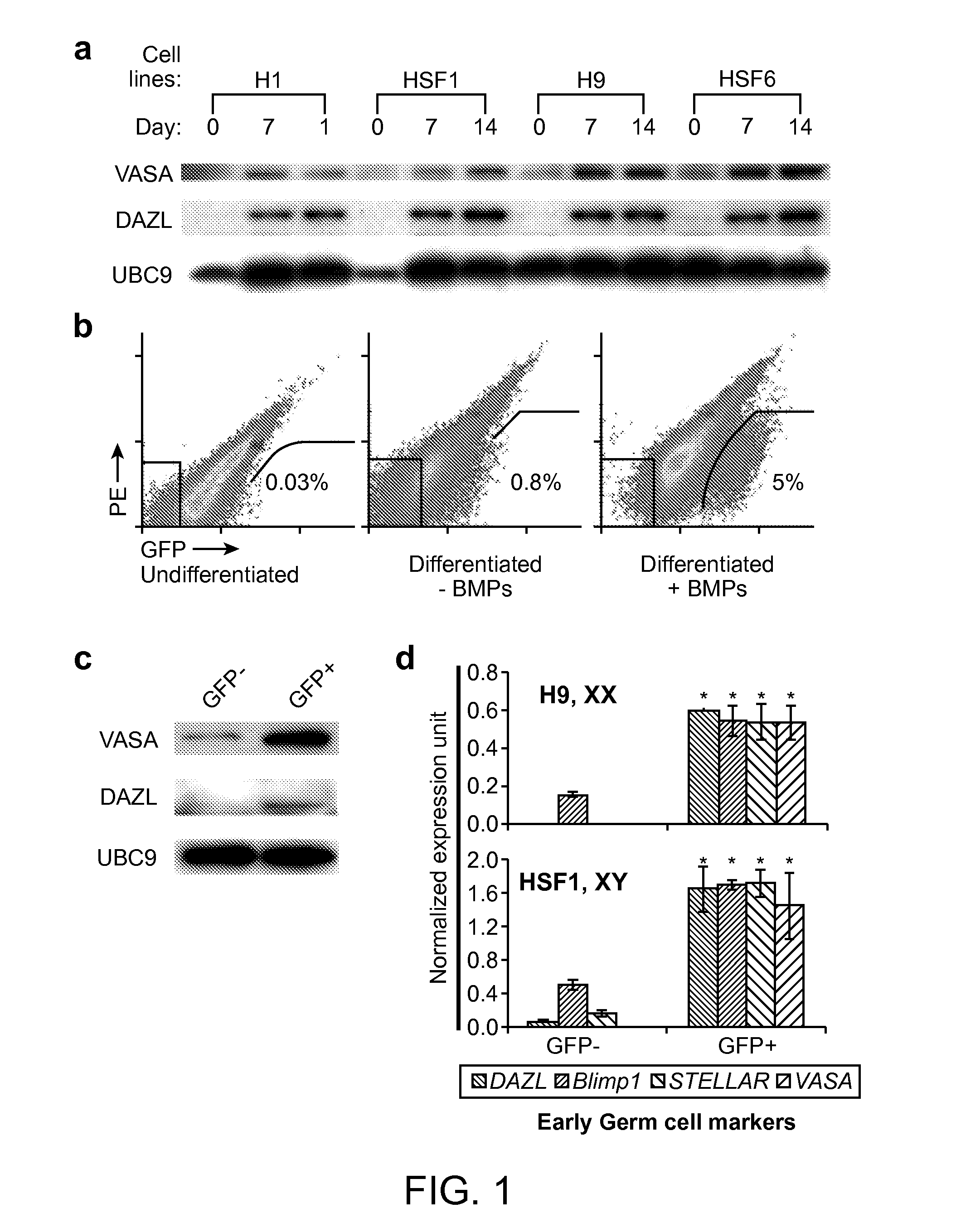 Induction of Germ Cells from Pluripotent Cells