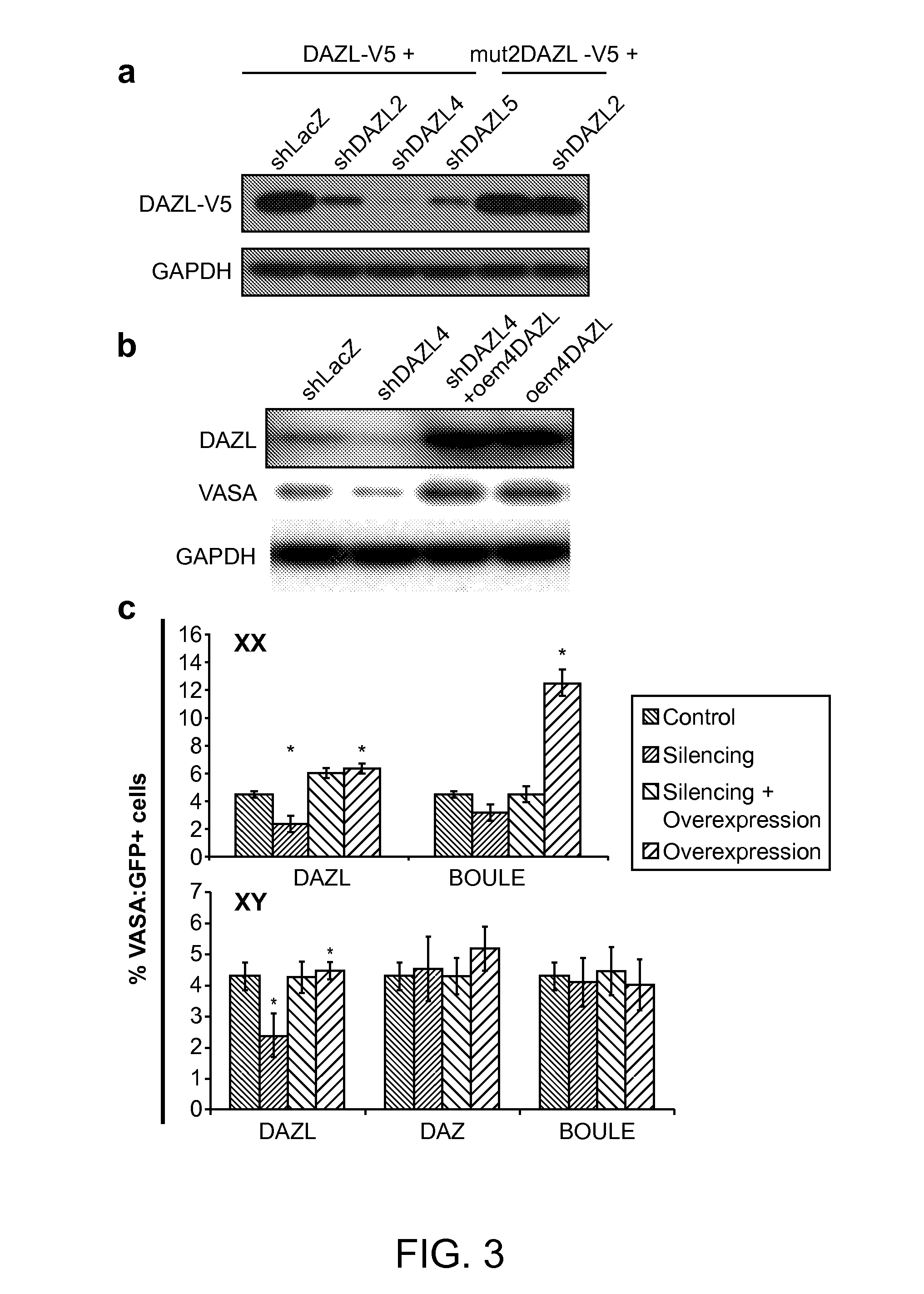 Induction of Germ Cells from Pluripotent Cells