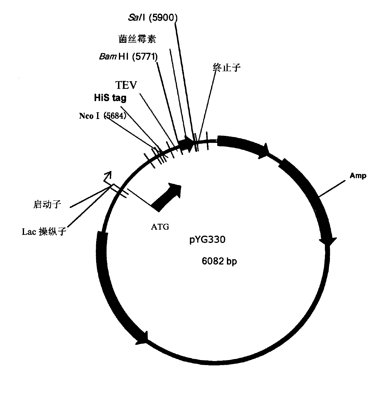 Plectasin as well as gene and preparation method thereof