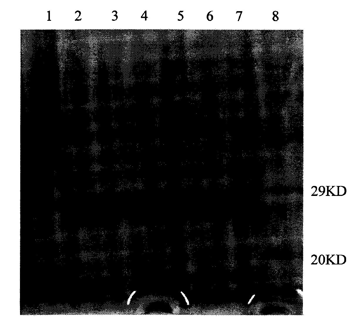 Plectasin as well as gene and preparation method thereof