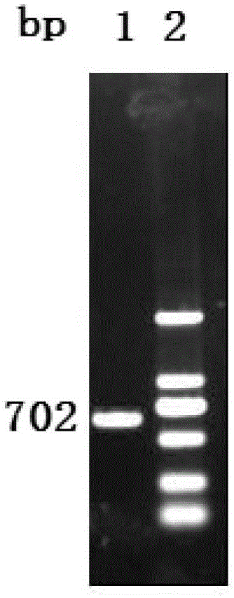 Vaccine composition containing porcine circovirus type 2 antigen and Haemophilus parasuis antigen and its preparation method and application