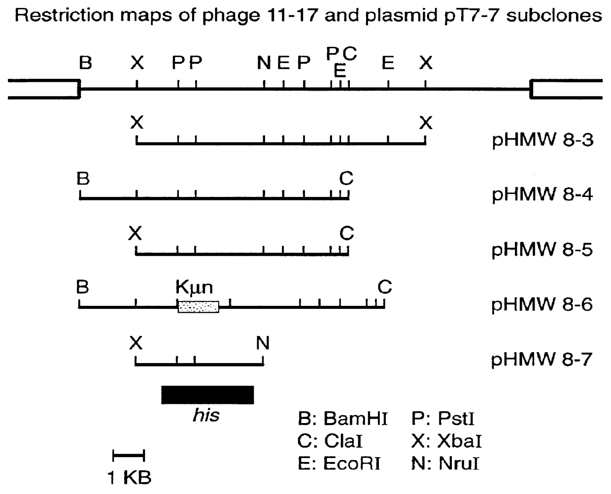 Haemophilus adhesion proteins