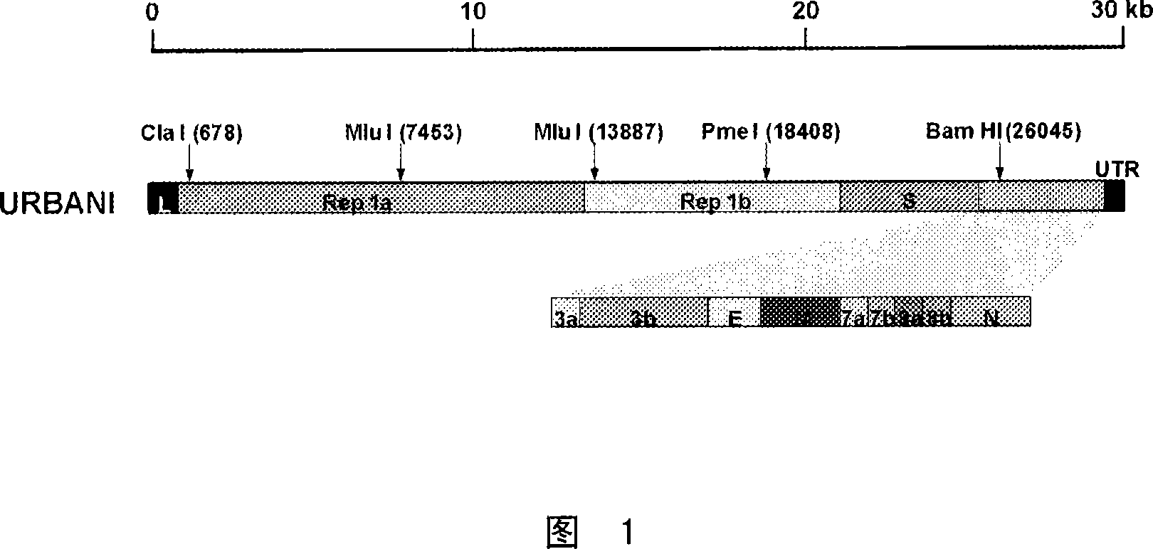 Attenuated SARS and use as a vaccine