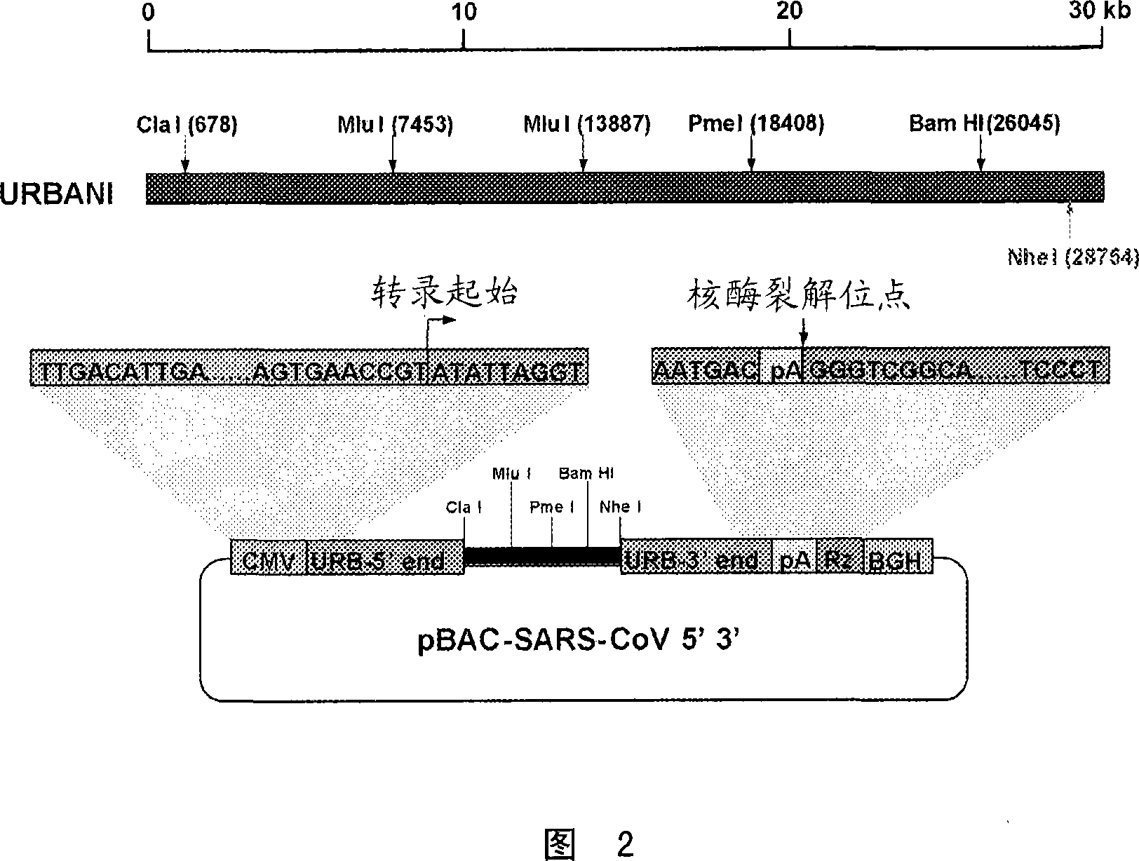 Attenuated SARS and use as a vaccine