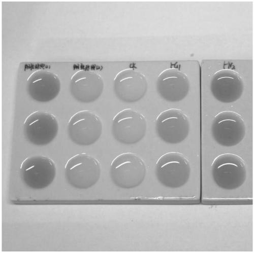 Strain of bletilla striata endophytic fungus 1-G1 and application thereof