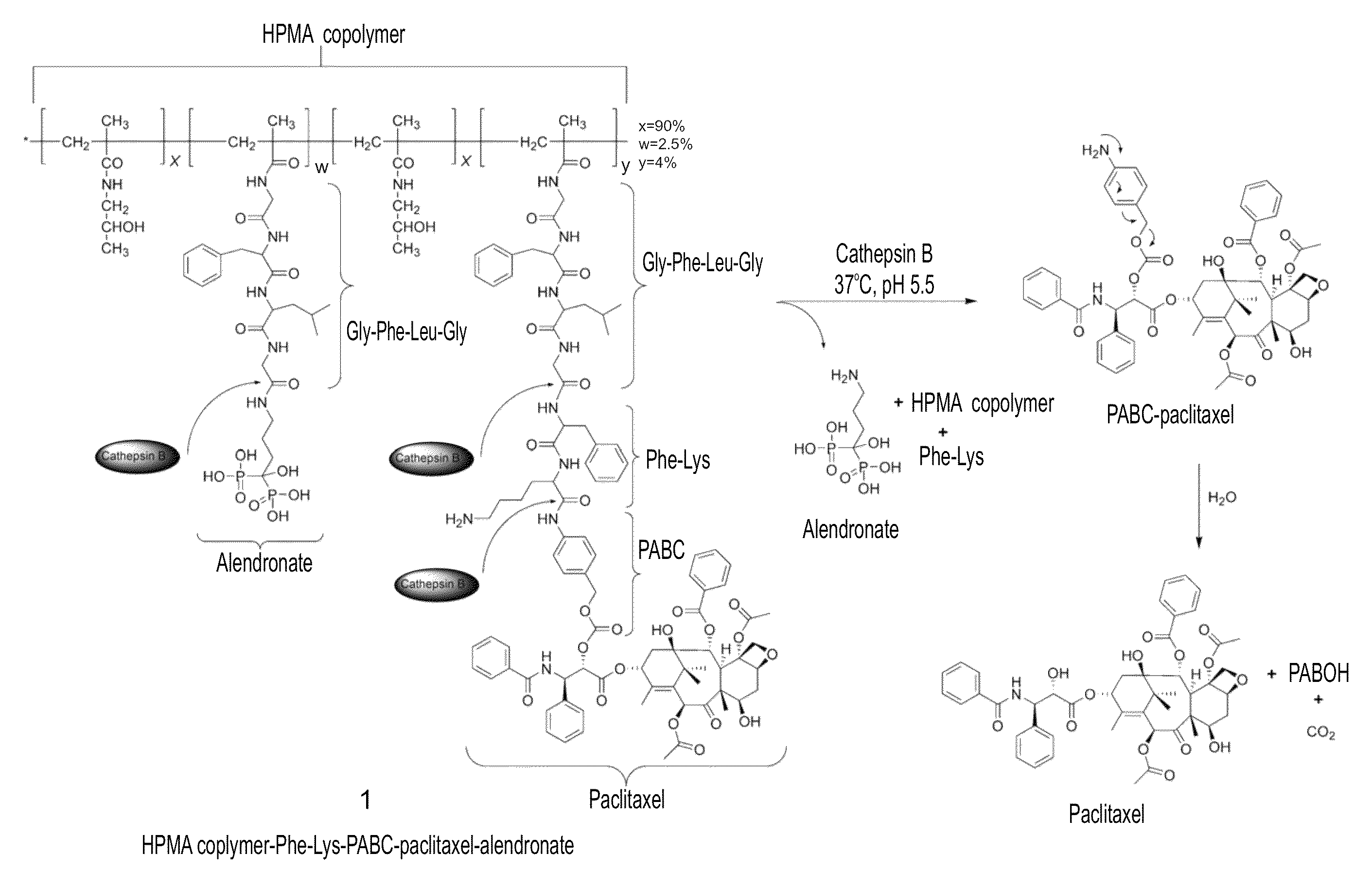 Conjugates of a polymer, a bisphosphonate and an anti-angiogenesis agent and uses thereof in the treatment and monitoring of bone related diseases