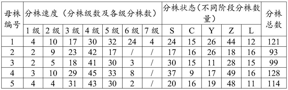 A kind of pruning method of amomum