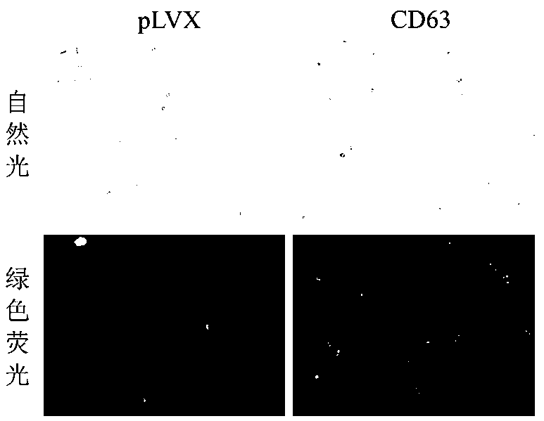 PK-15 cell line capable of stably expressing CD63-GFP and construction and application thereof