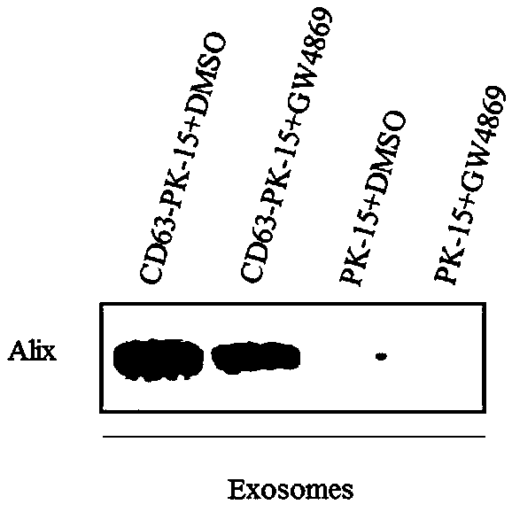 PK-15 cell line capable of stably expressing CD63-GFP and construction and application thereof