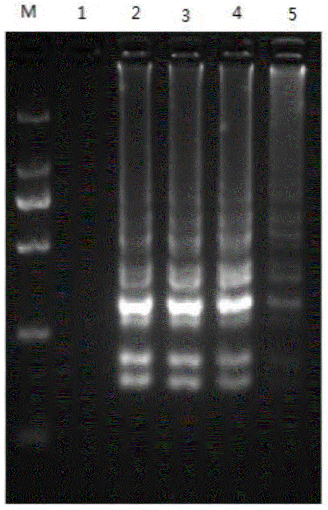 Detection method and detection kit of gene II type grass carp reovirus