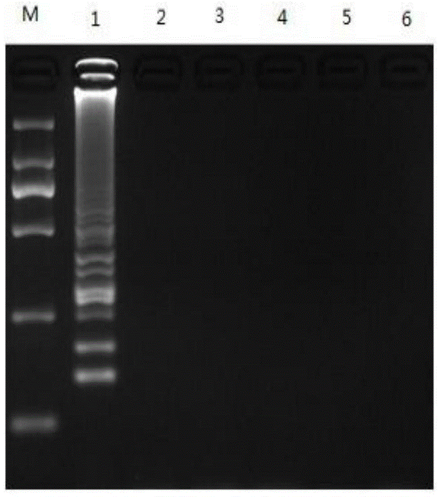 Detection method and detection kit of gene II type grass carp reovirus