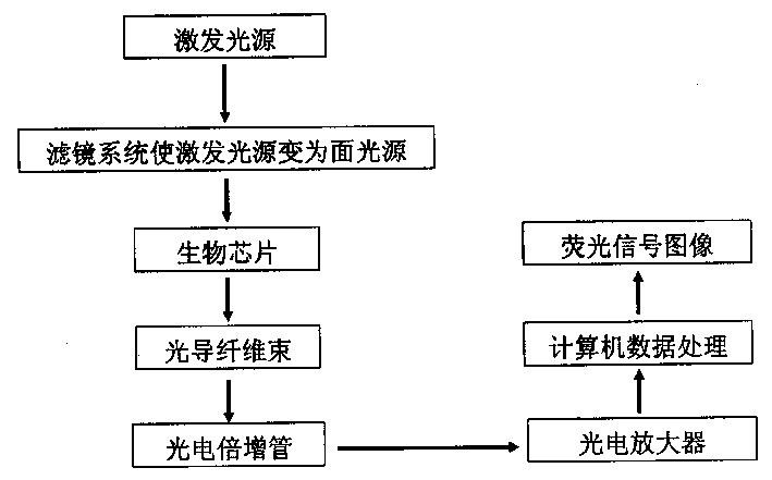 Low density biochip detection method and its system