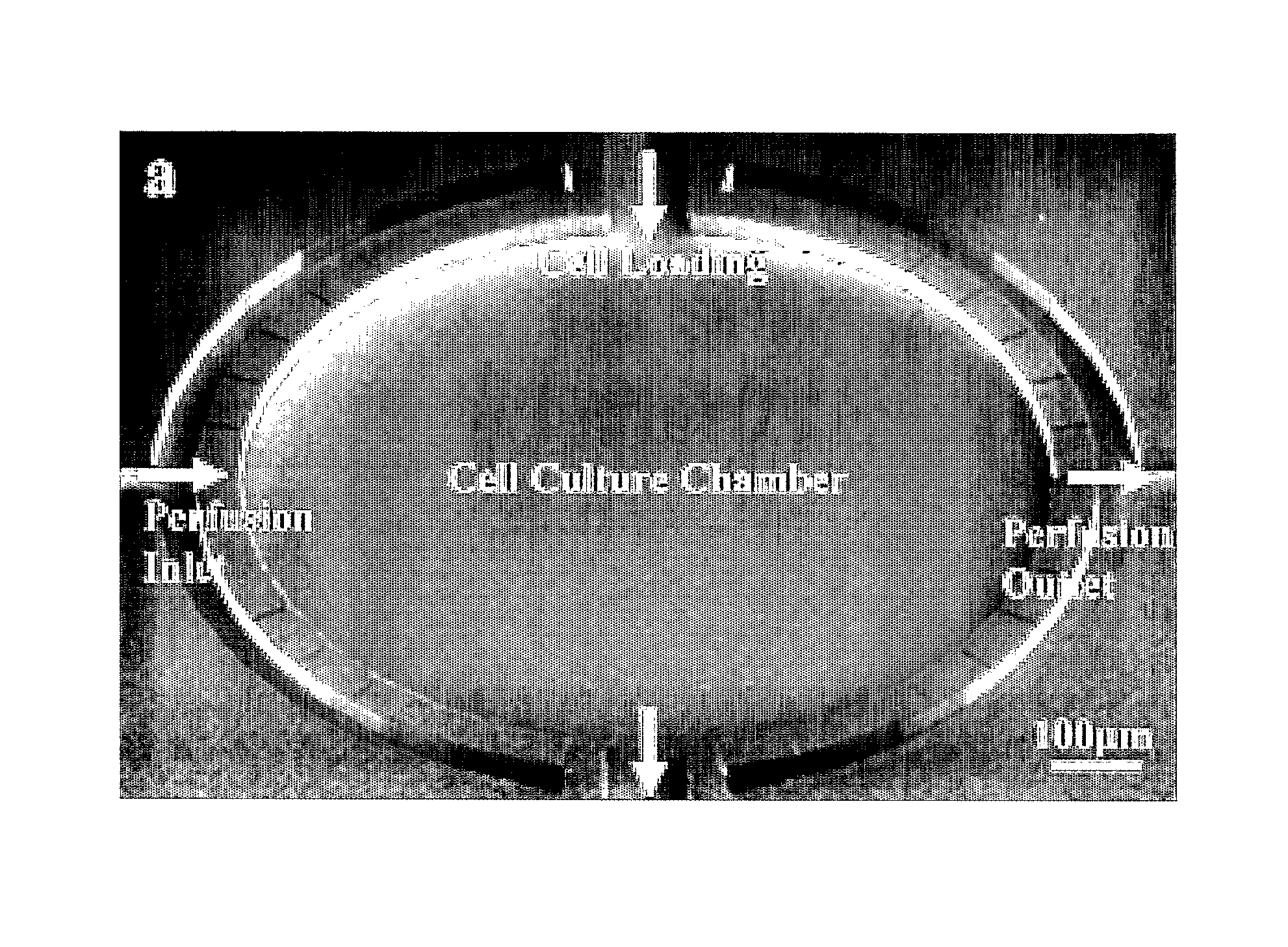 Methods and apparatus for cell culture array