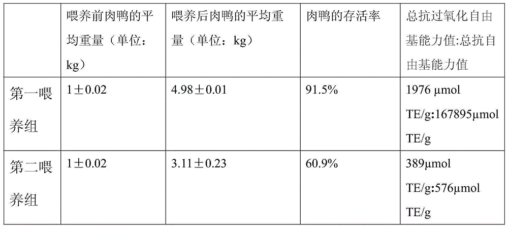 Meat duck feed with lactic acid bacteria and with function of eliminating free radicals and preparation method