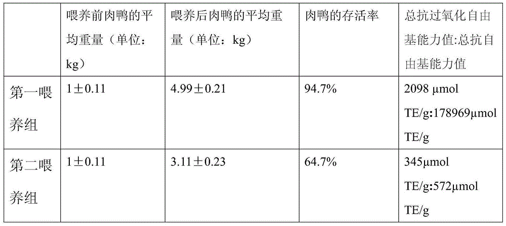 Meat duck feed with lactic acid bacteria and with function of eliminating free radicals and preparation method