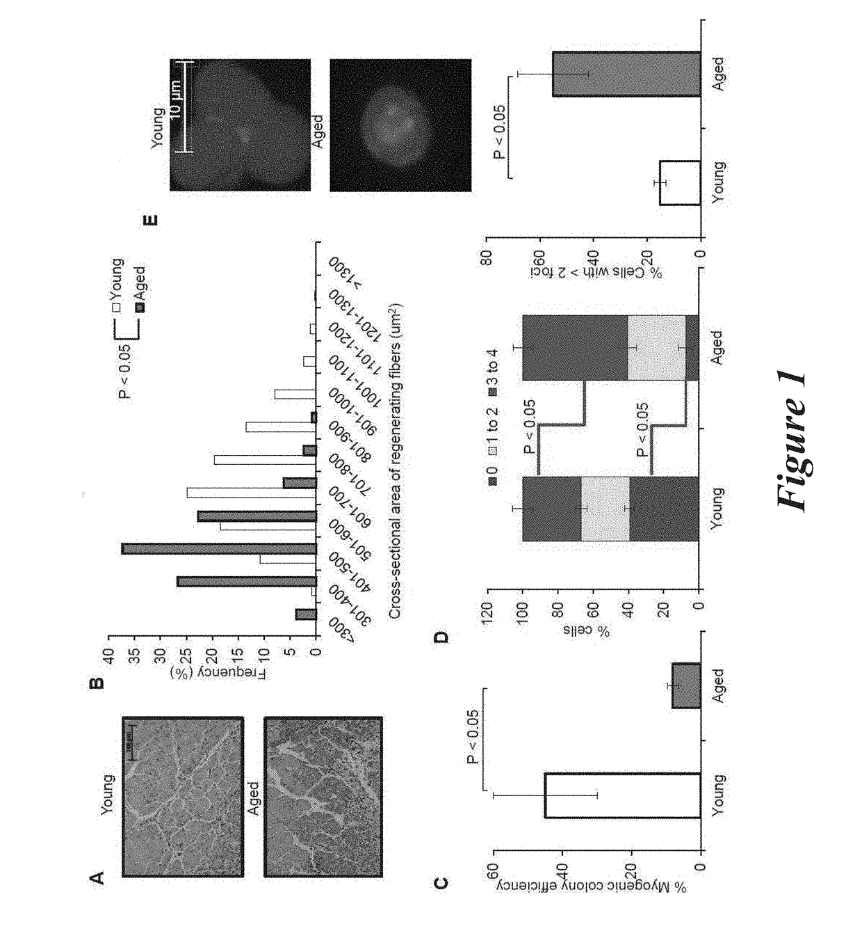 Methods and compositions for rejuvenating skeletal muscle stem cells