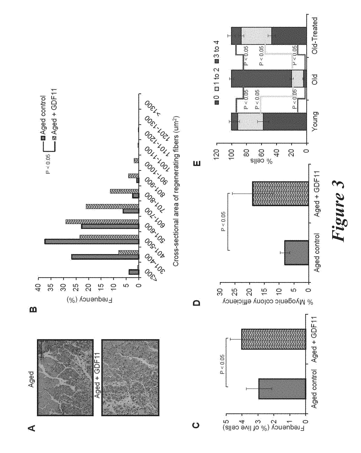 Methods and compositions for rejuvenating skeletal muscle stem cells